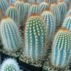 Micranthocereus_dolichospermaticus